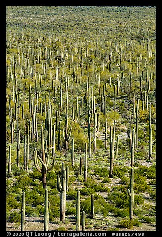 Giant Saguaro cactus forest. Sonoran Desert National Monument, Arizona, USA (color)