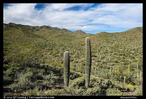 Sand Tank Mountains slopes covered with Saguaro cactus. Sonoran Desert National Monument, Arizona, USA