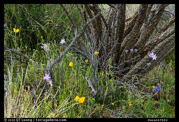Poppies, blue flowers, and cactus skeleton. Sonoran Desert National Monument, Arizona, USA
