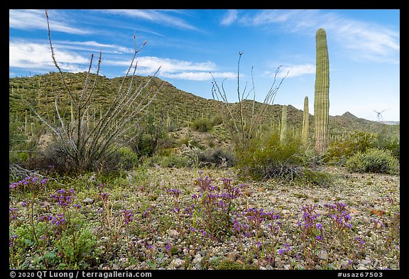 Phacelia, Ocotillo, Sand Tank Mountains. Sonoran Desert National Monument, Arizona, USA