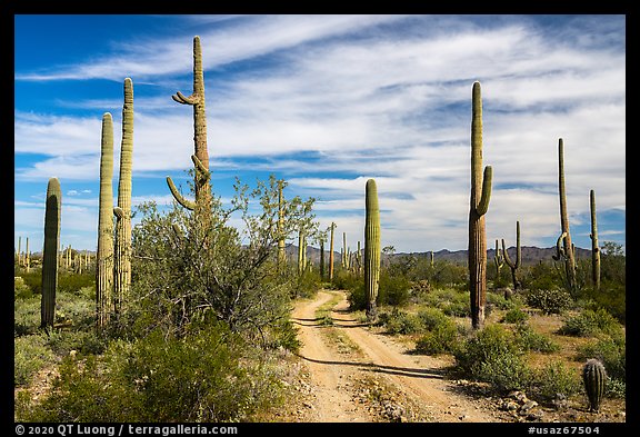 Narrow road through Sand Tank Mountains. Sonoran Desert National Monument, Arizona, USA