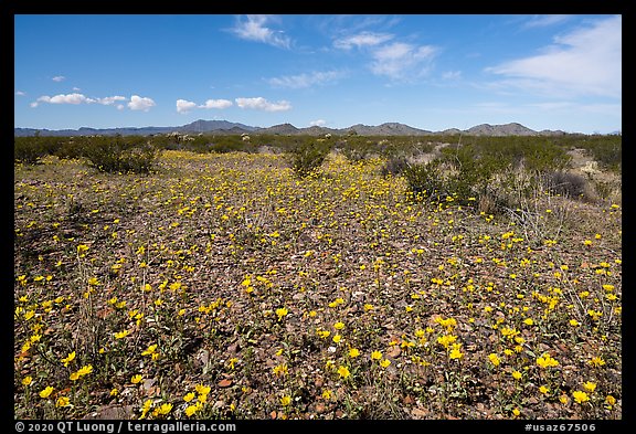 Desert Marigold, Vekol Valley. Sonoran Desert National Monument, Arizona, USA