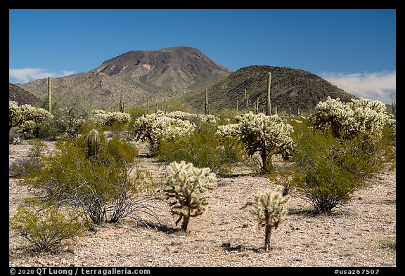Cholla Cacti and Table Top Mountain. Sonoran Desert National Monument, Arizona, USA