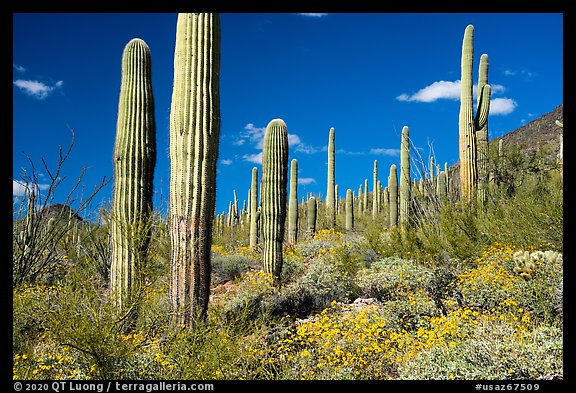Saguaro cactus forest in springtime. Sonoran Desert National Monument, Arizona, USA
