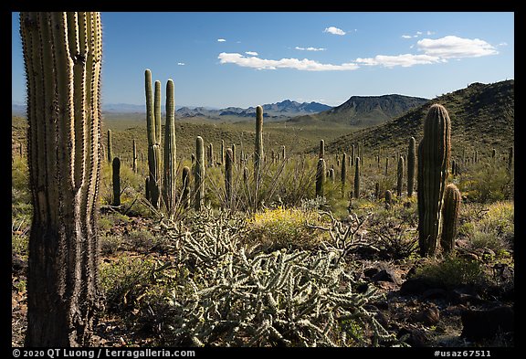 Cactus and Vekol Mountains. Sonoran Desert National Monument, Arizona, USA (color)