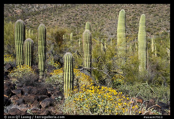 Cluster of young Saguaro cacti in the spring. Sonoran Desert National Monument, Arizona, USA