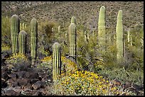 Cluster of young Saguaro cacti in the spring. Sonoran Desert National Monument, Arizona, USA ( color)