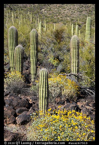 Young Saguaro cacti in springtime. Sonoran Desert National Monument, Arizona, USA (color)