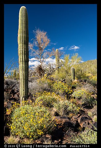 Blooming Brittlebush, Palo Verde and Saguaro Cactus. Sonoran Desert National Monument, Arizona, USA