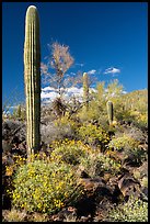 Blooming Brittlebush, Palo Verde and Saguaro Cactus. Sonoran Desert National Monument, Arizona, USA ( color)