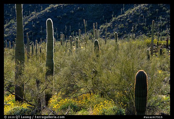 Cactus among dense Palo Verde on Table Top Mountain. Sonoran Desert National Monument, Arizona, USA (color)