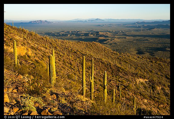 Table Mountain slopes with cactus. Sonoran Desert National Monument, Arizona, USA
