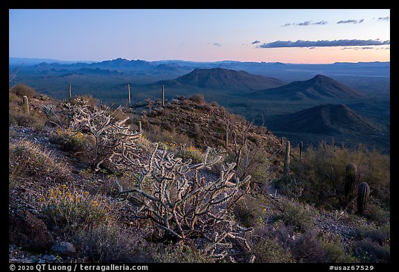 Cactus on Table Mountain at dusk. Sonoran Desert National Monument, Arizona, USA