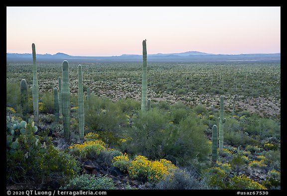 Cactus with bird on edge of Vekol Valley at dawn. Sonoran Desert National Monument, Arizona, USA