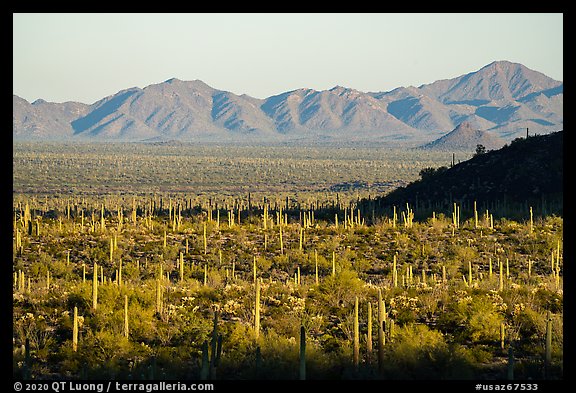 Dense cactus forest in Vekol Valley and Maricopa Mountains. Sonoran Desert National Monument, Arizona, USA