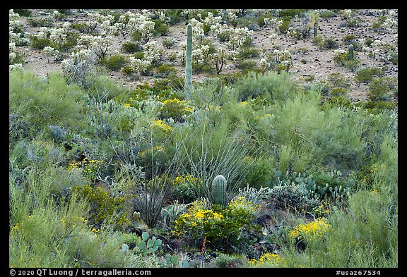 Sonoran desert vegetation. Sonoran Desert National Monument, Arizona, USA