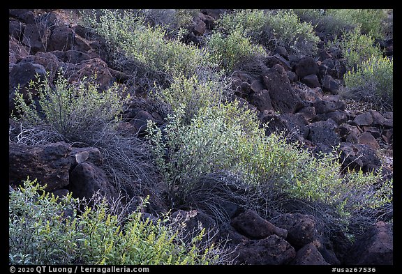 Shrubs and lava rocks. Sonoran Desert National Monument, Arizona, USA (color)