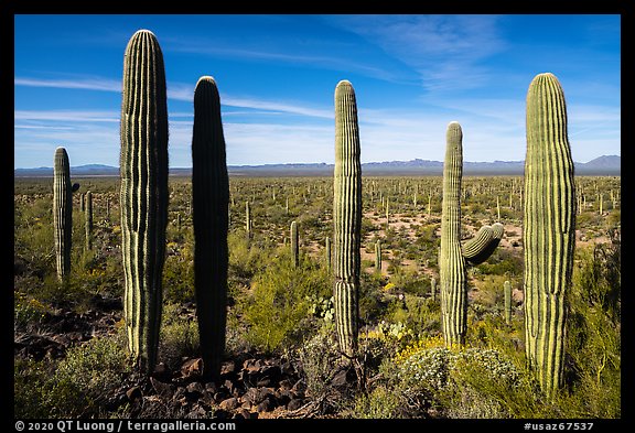 Cactus and Vekol Valley. Sonoran Desert National Monument, Arizona, USA