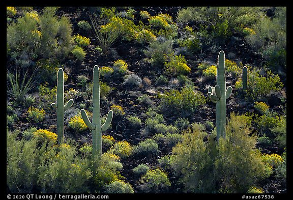 Volcanic rock slope with backlit saguaro and shrubs. Sonoran Desert National Monument, Arizona, USA