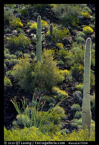 Ocotillo, Saguaro Cactus, and shrubs on slope. Sonoran Desert National Monument, Arizona, USA
