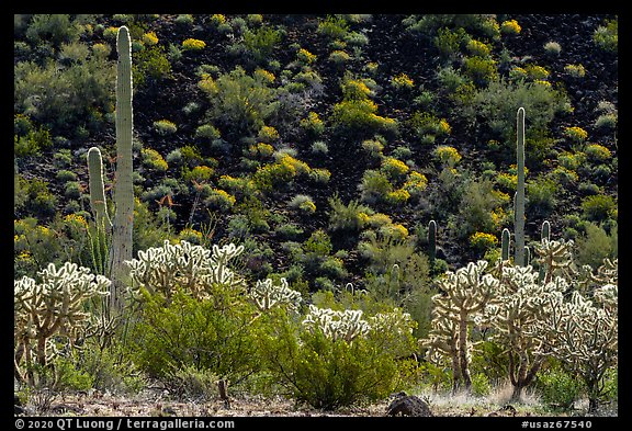 Buckhorn Cholla Cactus, Saguaros, and lava slope with blooms. Sonoran Desert National Monument, Arizona, USA (color)
