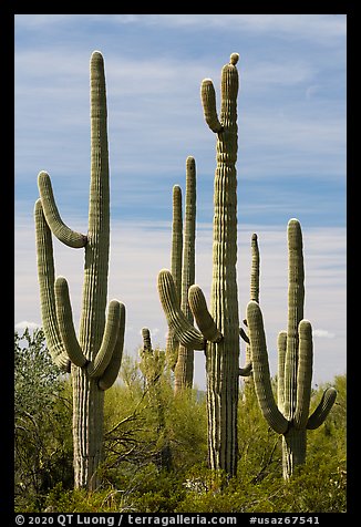 Group of multi-armed Saguaro cacti. Sonoran Desert National Monument, Arizona, USA