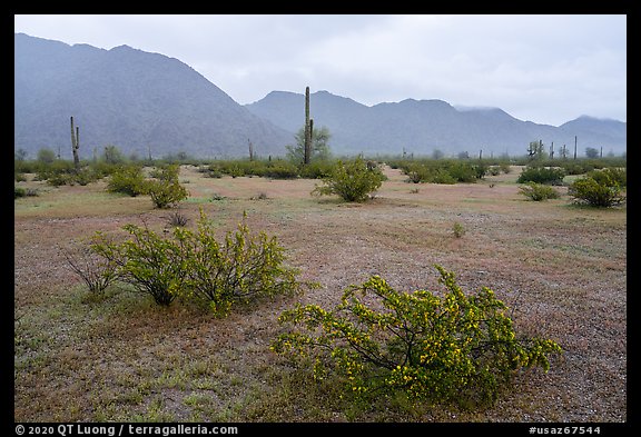 Short grasses and shurbs in rainy Margie Cove. Sonoran Desert National Monument, Arizona, USA (color)