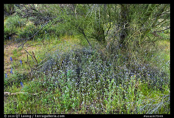 Wildflowers below Palo Verde. Ironwood Forest National Monument, Arizona, USA