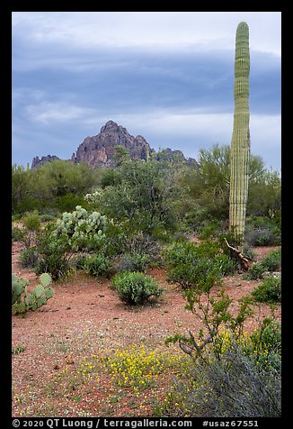 Annual wildflowers, cactus, and Ragged Top. Ironwood Forest National Monument, Arizona, USA (color)