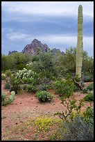 Annual wildflowers, cactus, and Ragged Top. Ironwood Forest National Monument, Arizona, USA ( color)