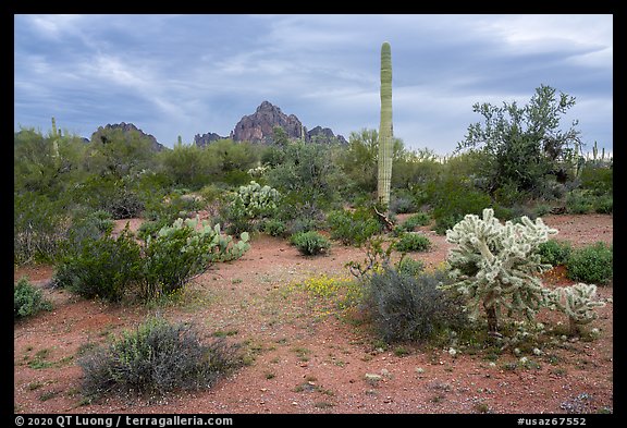 Desert floor in springtime and Ragged Top Mountain. Ironwood Forest National Monument, Arizona, USA