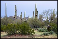 Creosote and saguaro cactus. Ironwood Forest National Monument, Arizona, USA ( color)