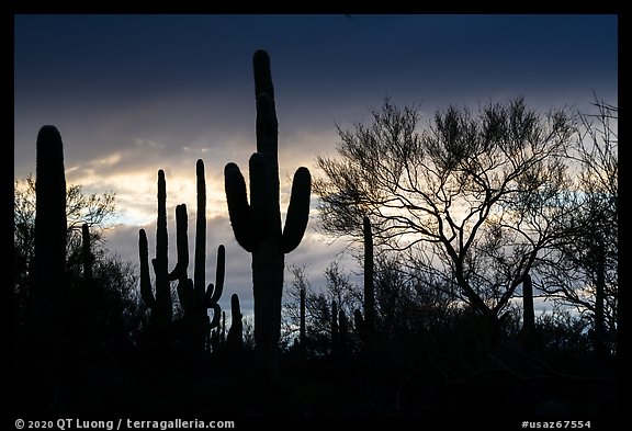 Sonoran desert vegetation silhouetted against stormy sky. Ironwood Forest National Monument, Arizona, USA (color)