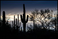 Sonoran desert vegetation silhouetted against stormy sky. Ironwood Forest National Monument, Arizona, USA ( color)