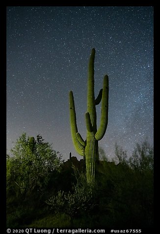 Saguaro cactus and stars at night. Ironwood Forest National Monument, Arizona, USA (color)