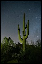 Saguaro cactus and stars at night. Ironwood Forest National Monument, Arizona, USA ( color)