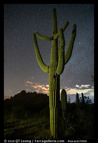Saguaro cactus, Ragged Top profile, and starry sky. Ironwood Forest National Monument, Arizona, USA (color)