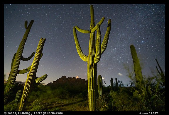 Saguaro cactus, Ragged Top, and starry sky at night. Ironwood Forest National Monument, Arizona, USA