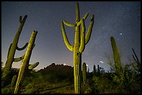 Saguaro cactus, Ragged Top, and starry sky at night. Ironwood Forest National Monument, Arizona, USA ( color)