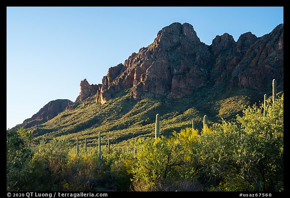 Dense Sonoran Desert vegetation below Ragged Peak. Ironwood Forest National Monument, Arizona, USA (color)