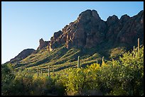 Dense Sonoran Desert vegetation below Ragged Peak. Ironwood Forest National Monument, Arizona, USA ( color)