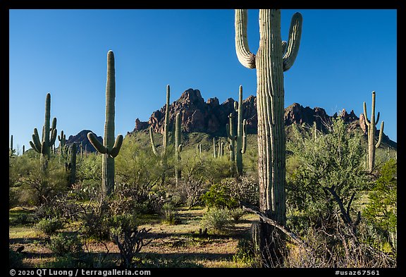 Tall saguaro cactus framing Ragged top. Ironwood Forest National Monument, Arizona, USA