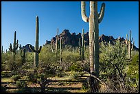 Tall saguaro cactus framing Ragged top. Ironwood Forest National Monument, Arizona, USA ( color)