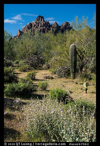 Desert wildflowers, palo verde, and Ragged top. Ironwood Forest National Monument, Arizona, USA (color)