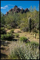 Desert wildflowers, palo verde, and Ragged top. Ironwood Forest National Monument, Arizona, USA ( color)