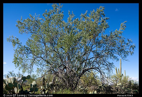 Ironwood tree and cactus. Ironwood Forest National Monument, Arizona, USA