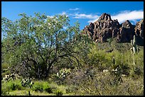 Ironwood tree and Ragged Top. Ironwood Forest National Monument, Arizona, USA ( color)