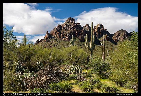 Cactus, Palo Verde, and Ragged Top Mountain. Ironwood Forest National Monument, Arizona, USA