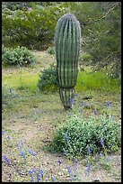 Lupine and young Saguaro cactus. Ironwood Forest National Monument, Arizona, USA ( color)