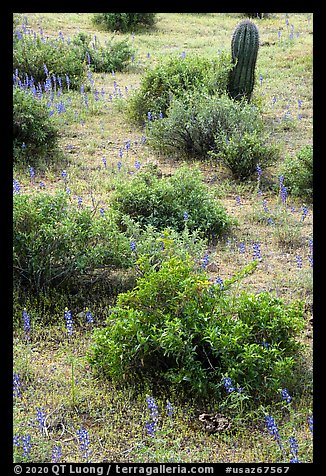 Lupine and shrubs. Ironwood Forest National Monument, Arizona, USA